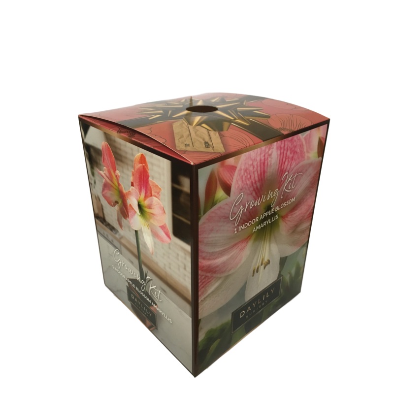 Daylily Nursery Apple Blossom Amaryllis Bulb in an Elegant Box, With a Plastic Planting Pot, and a Professional Growing Medium