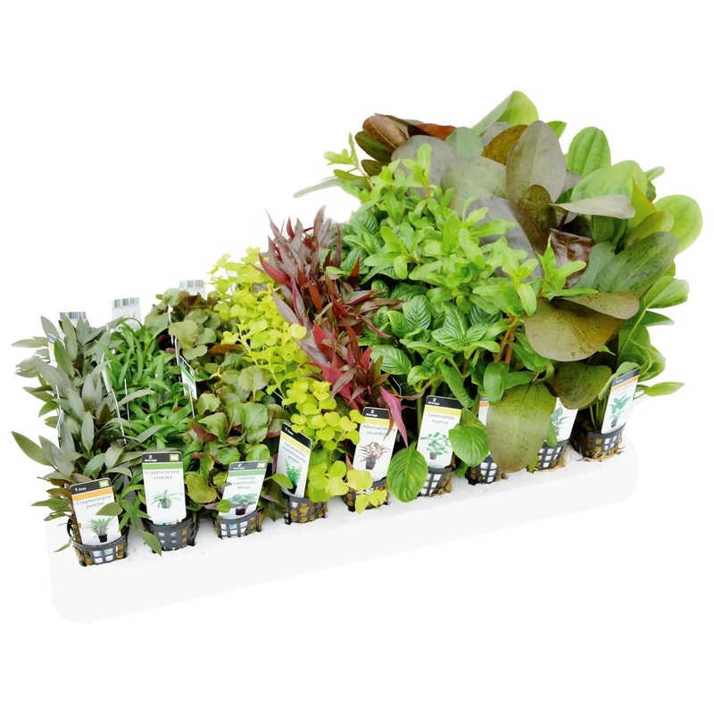 Mixed Box of Aquarium Plants Standard 25L (6 pots)