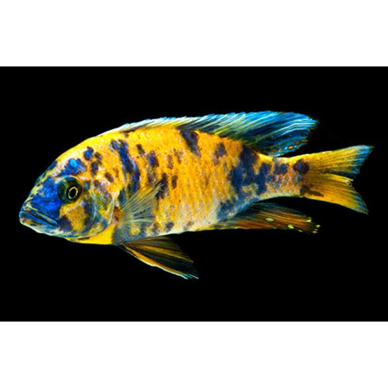Orange Blotched Peacock Cichlid