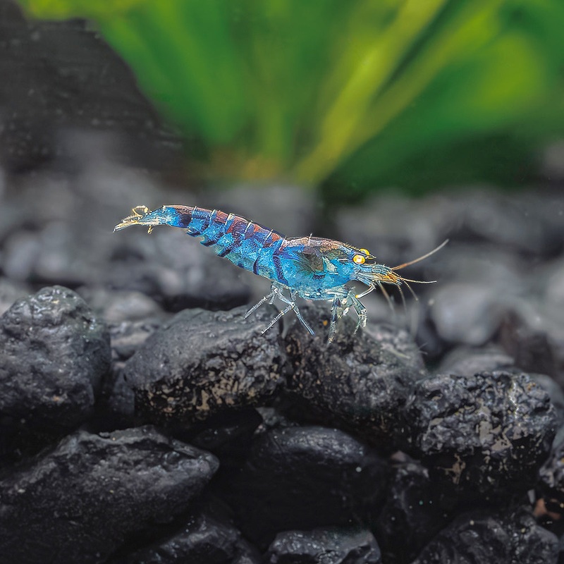 Orange Eyed Blue Tiger Shrimp Imported Light Blue
