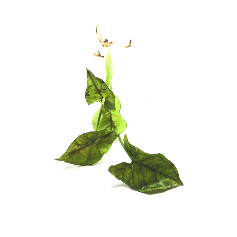 Syngonium podophyllum 3-5 leaf cutting