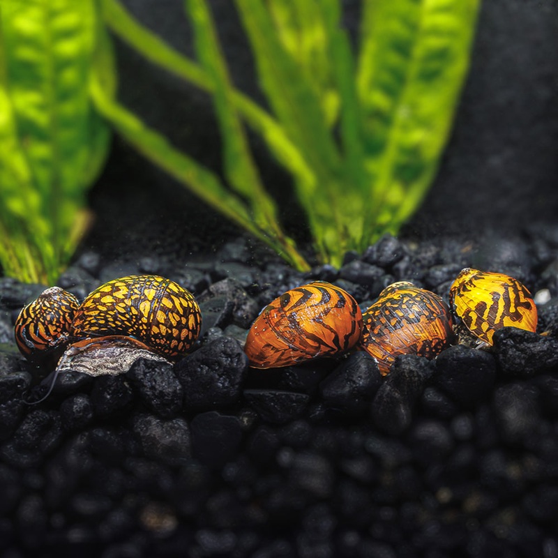 3 Batik Nerite Snails 3 Pack