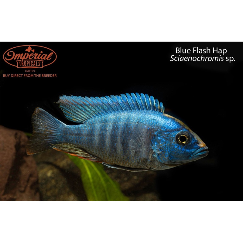 Blue Flash Hap 1-2″ Unsexed