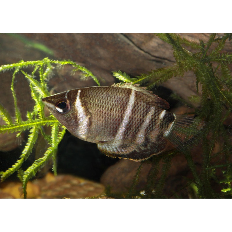 Chocolate Gourami 4-5cm