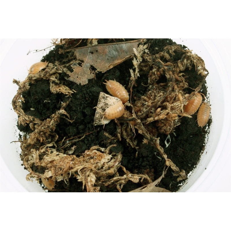 Isopods (Laevis Orange)