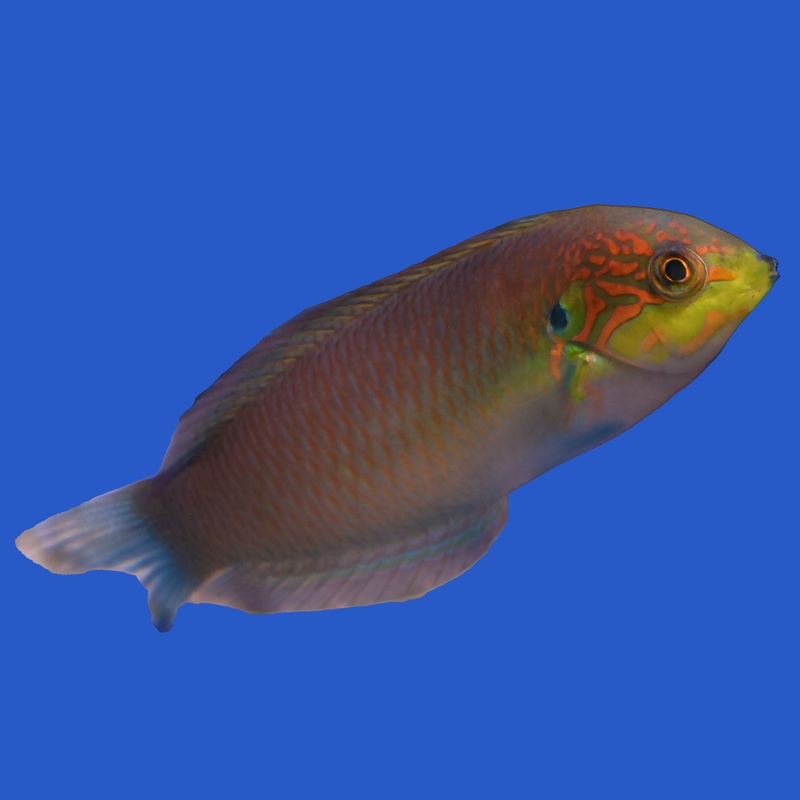 Moyers Leopard Wrasse Small (under 2 inch)