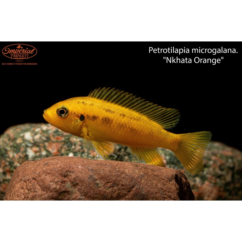 Petrotilapia microgalana. “Nkhata Orange” 1-2″ Unsexed