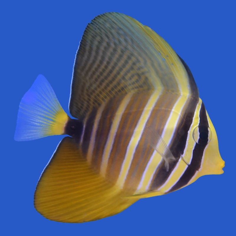 Sailfin Tang Small (under 2 inch)