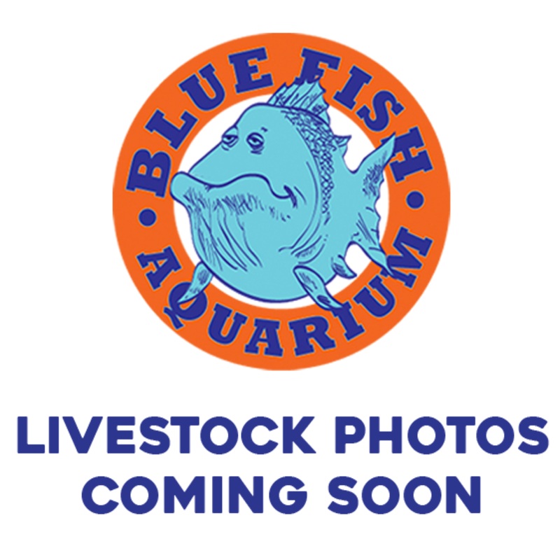 Sakura Goldfish – Regular (2.5″-4″) NO GUARANTEE