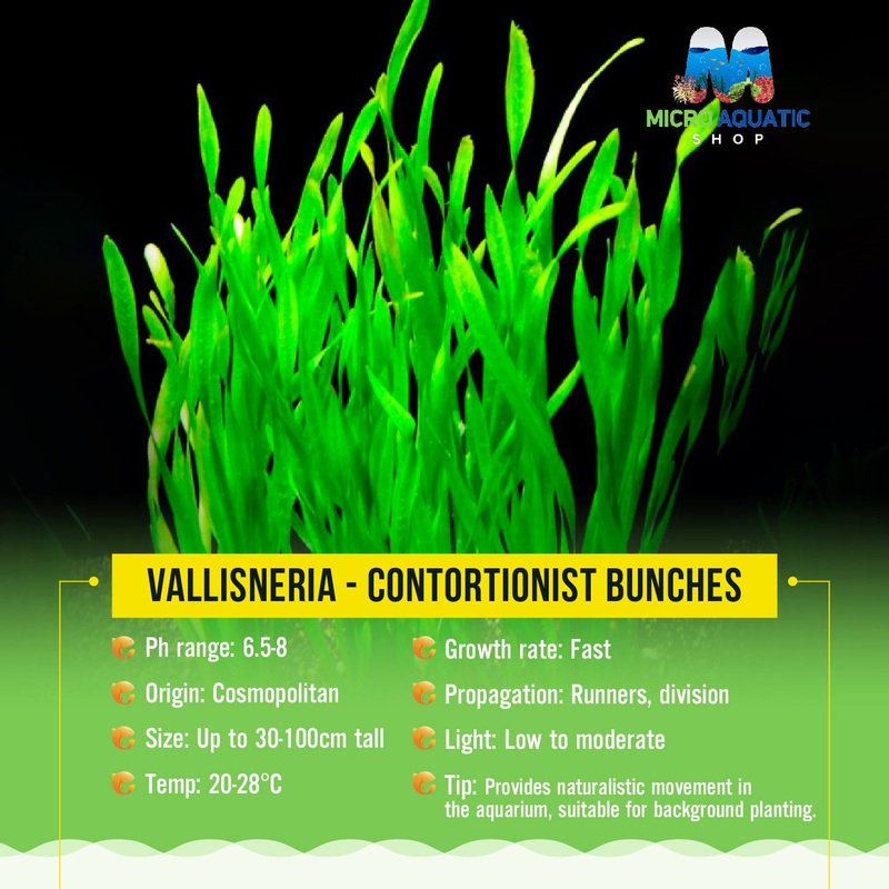 Vallisneria – Contortionist Bunches bunch (5 – 10 leaves)