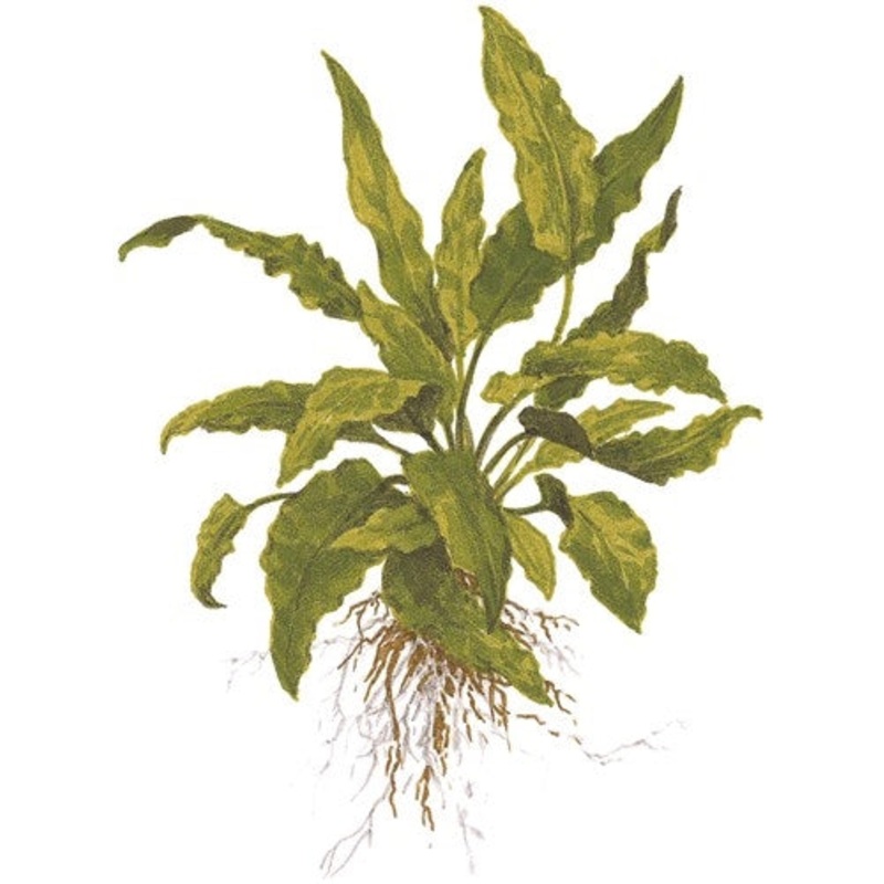 1-2-Grow! Cryptocoryne wendtii Green