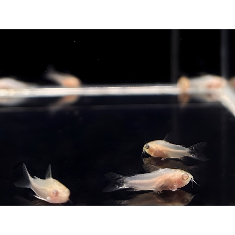Albino Pygmy Corydora