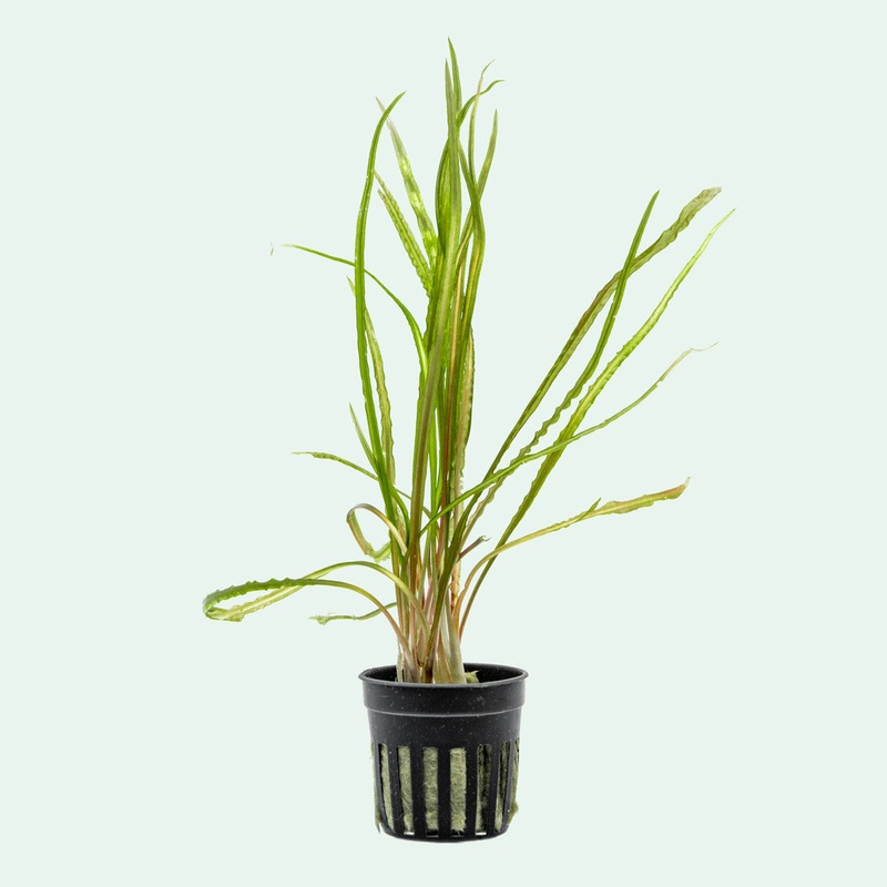 Cryptocoryne Retrospiralis