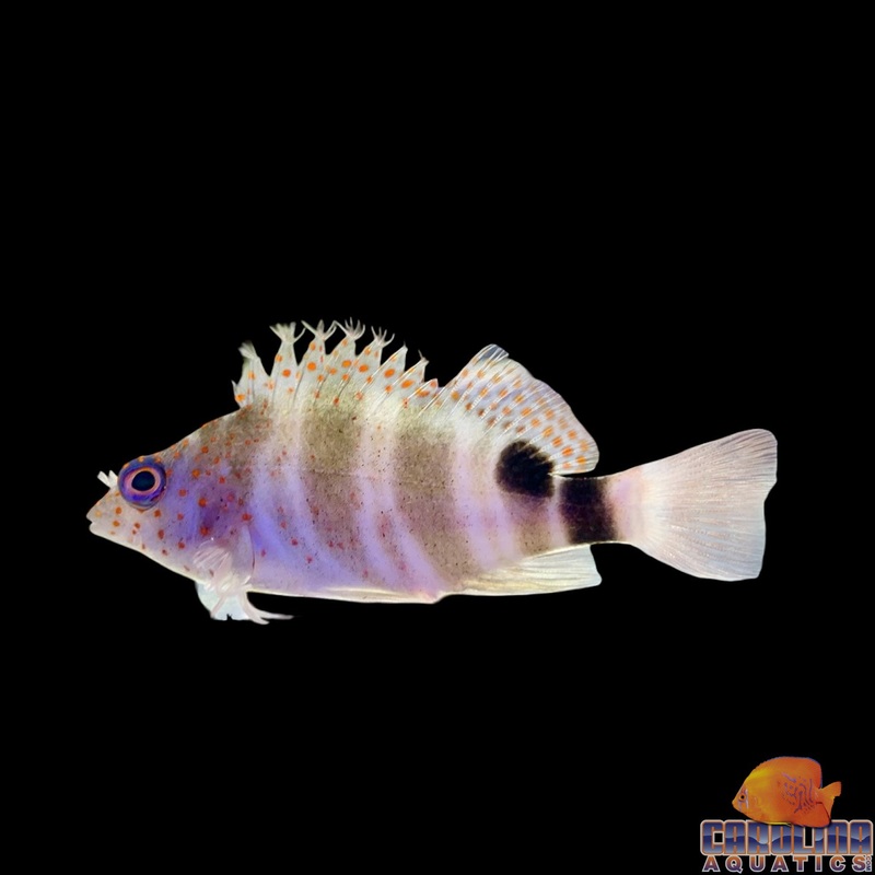 Hawkfish – Spotted Red Atlantic