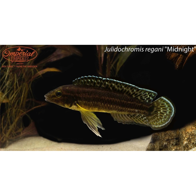 Julidochromis regani “Midnight” 1-2″ Unsexed