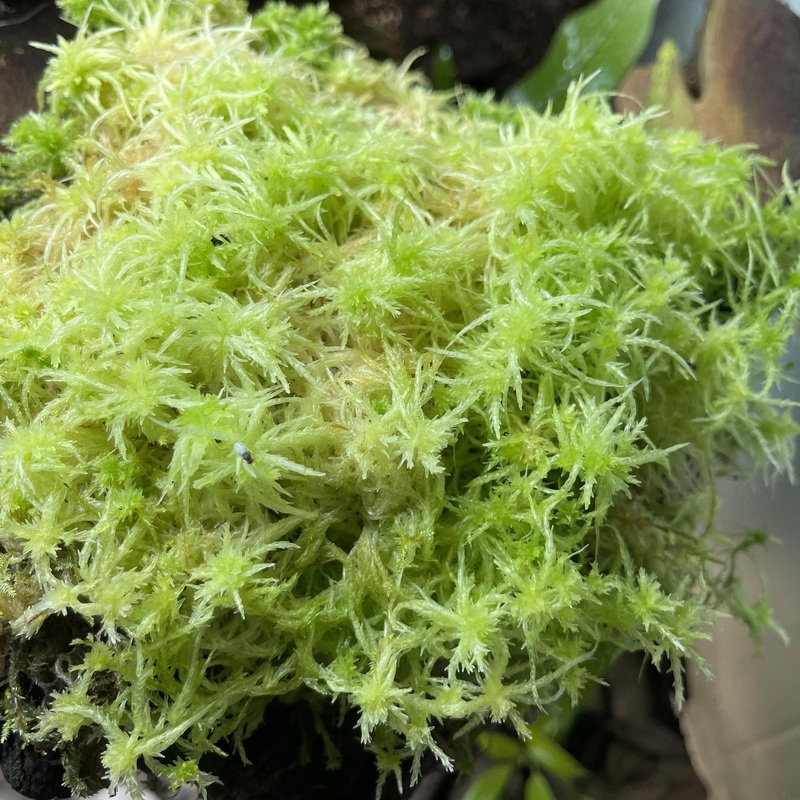 Live Sphagnum Moss – Terrarium Plant (NO GUARANTEE) Small
