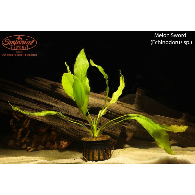 Melon Sword 1 Potted Plant