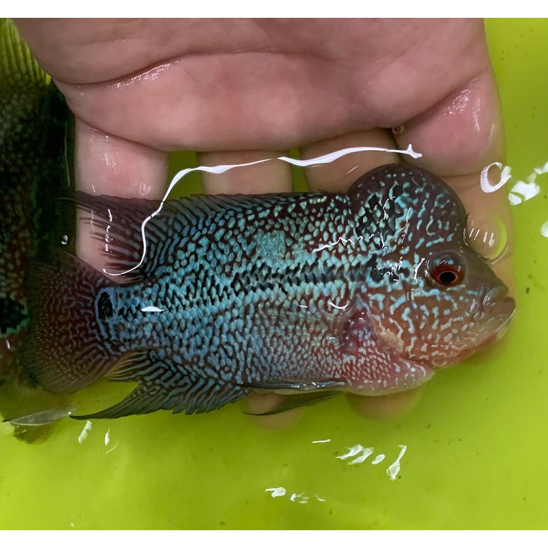 Cichlid – Flowerhorn Humphead 3.5in.