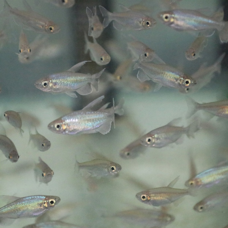Congo Tetra Small 2 – 3 cm
