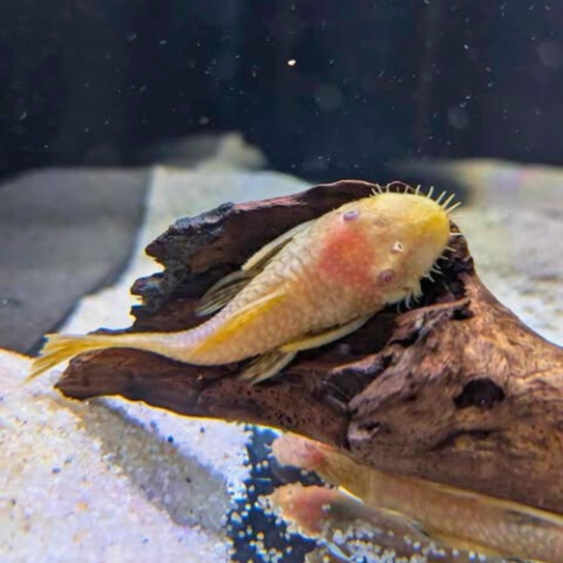 Gold Ancistrus Bristlenose Catfish 1 – 2.5 cm