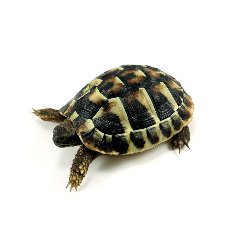 Hermann’s Tortoise