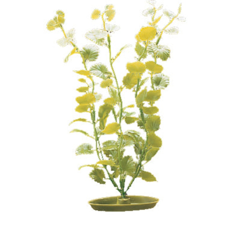 Marina Cardamine Plant 12 inch