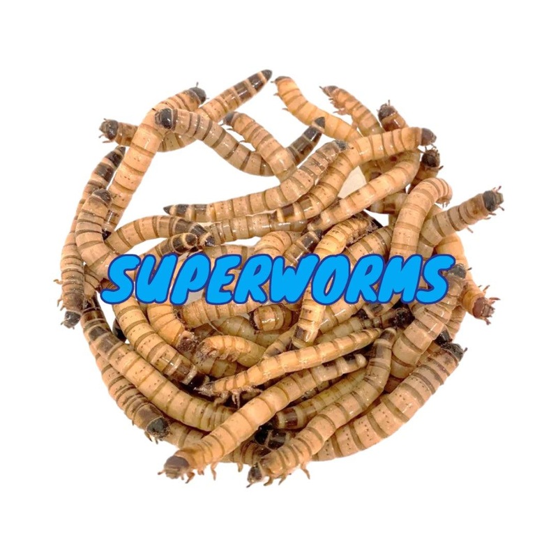 Superworms 1