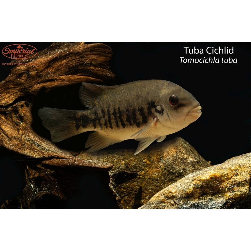 Tuba Cichlid 4-5″ Unsexed