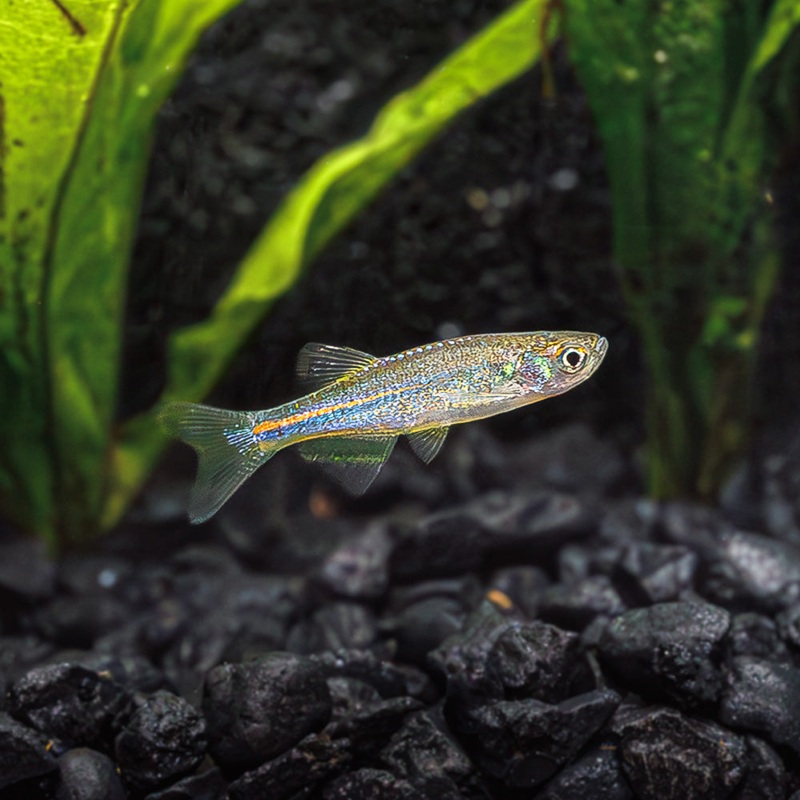 Blue Danio | Brachydanio Kerri Imported 1 Fish