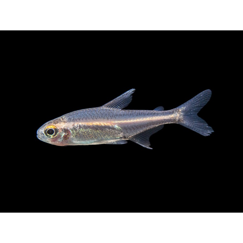 Glowlight Tetra (Hemigrammus erythrozonus), Tank-Bred School of 3