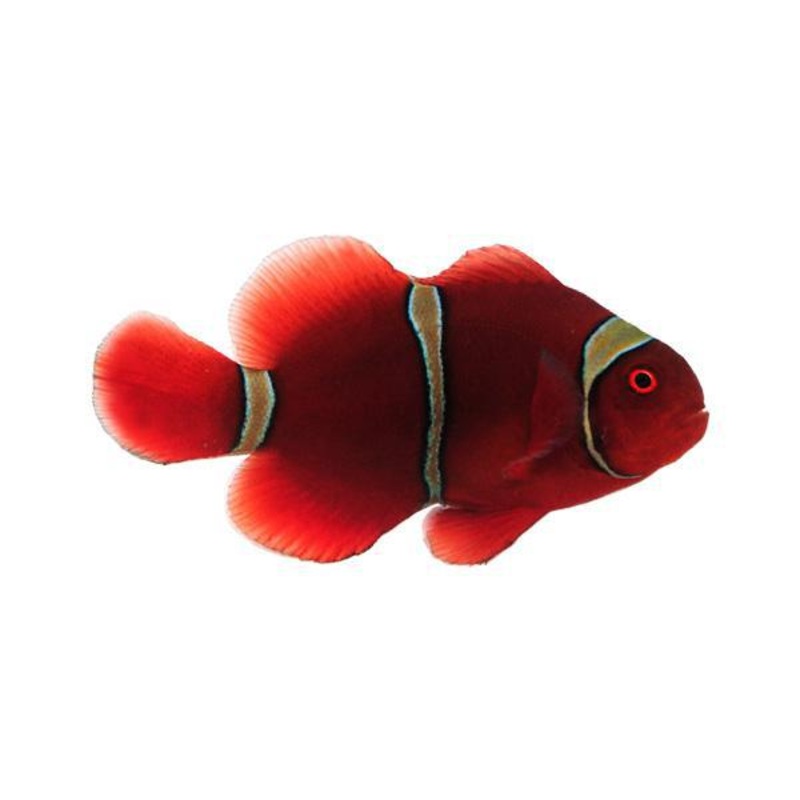 Gold Stripe Maroon Clownfish