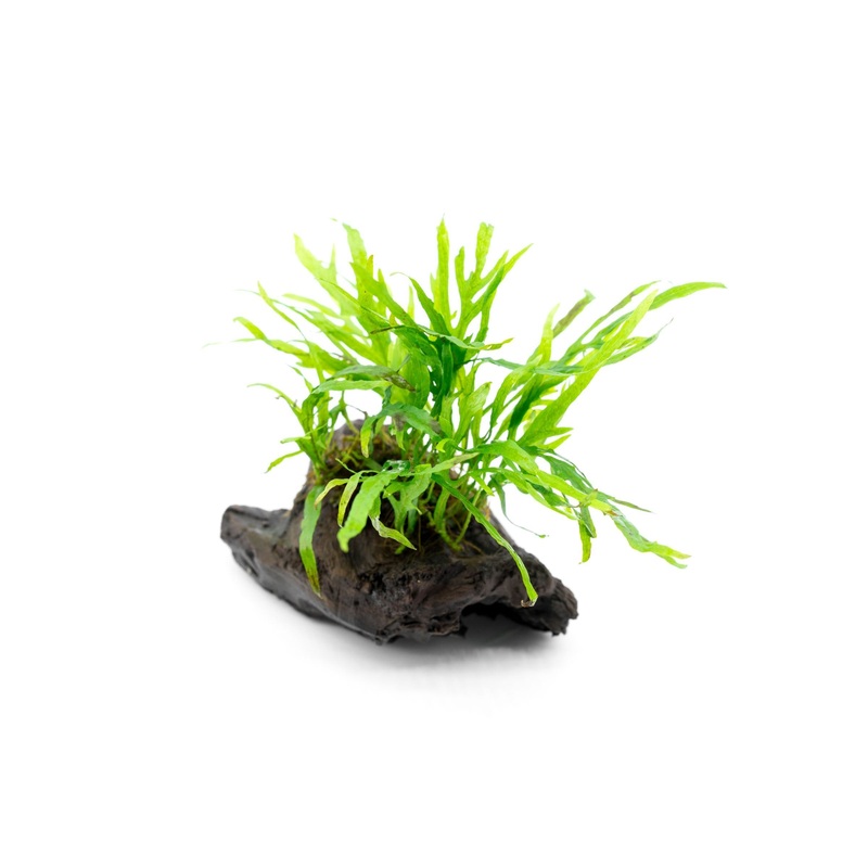Java Fern Trident Mini on Driftwood