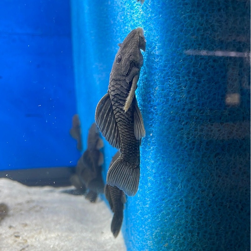 L056 Chubby Pleco 2-3″ Unsexed