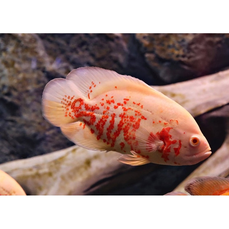 Oscar Albino 4-5cm