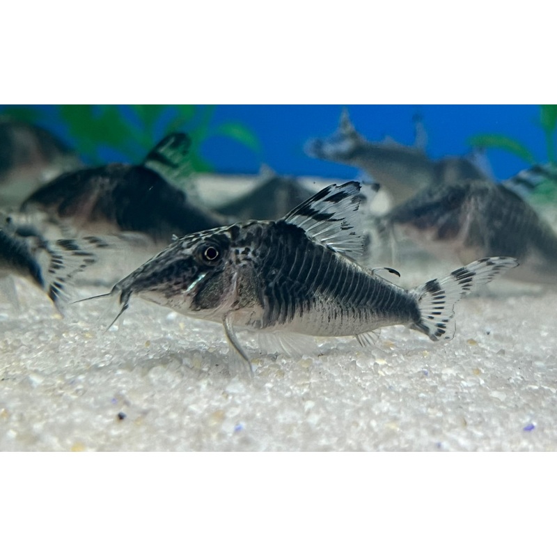 Peru Black Corydoras (3 Pack) 2-3″ Unsexed