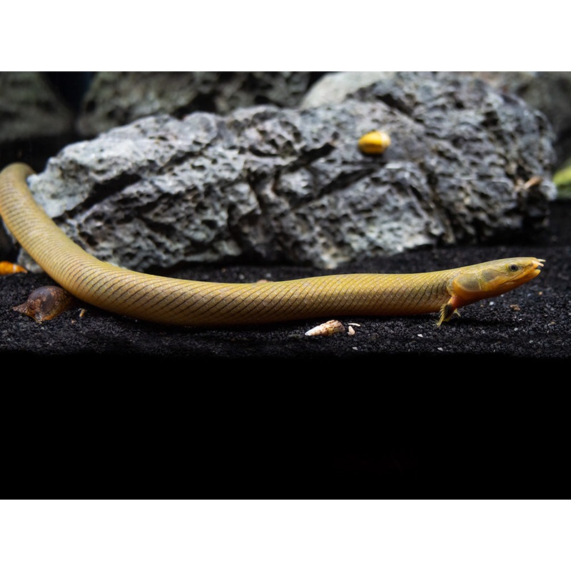 Ropefish AKA Reedfish (Erpetoichthys calabaricus) 1 Fish