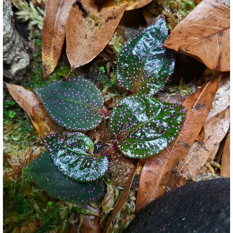 Sarcopyramis Pink Dot / sp Sanggau 4-8 leaf cutting