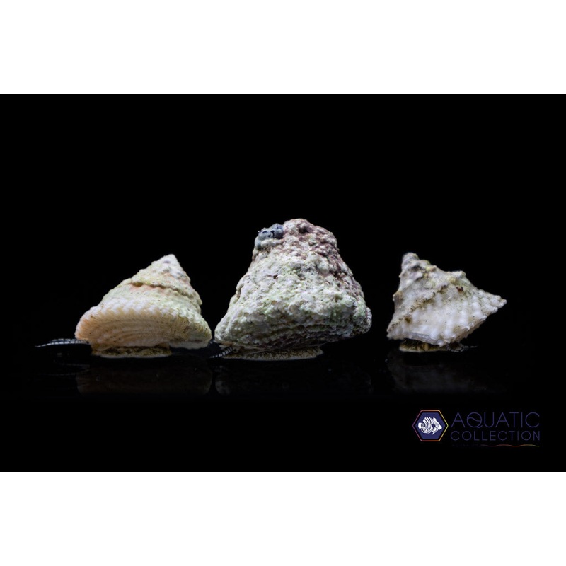 Astrea Snail 3 Lot