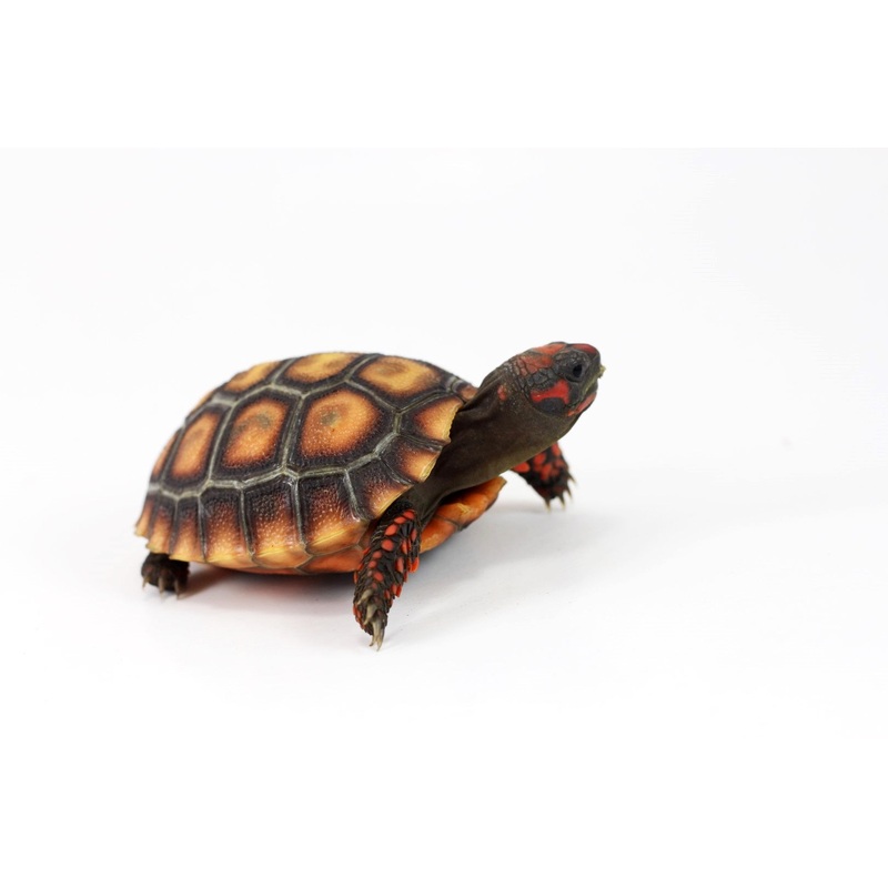 Cherry Head Tortoise