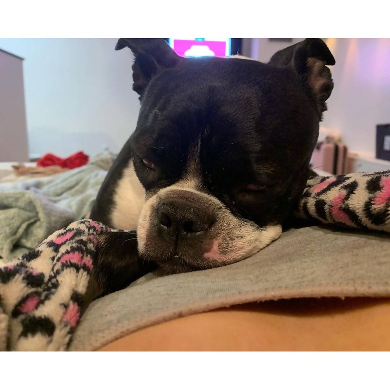 dog