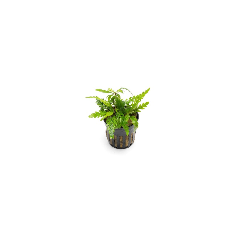 Hygrophila Pinnatifida ‘UK’