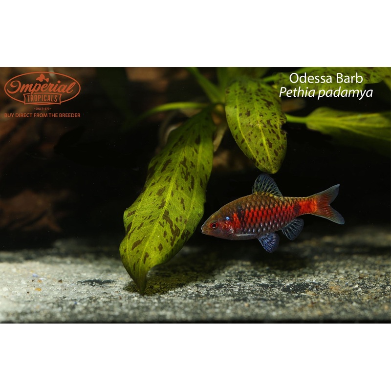 Odessa Barb (3 Pack) 0.5-1″ Unsexed USA