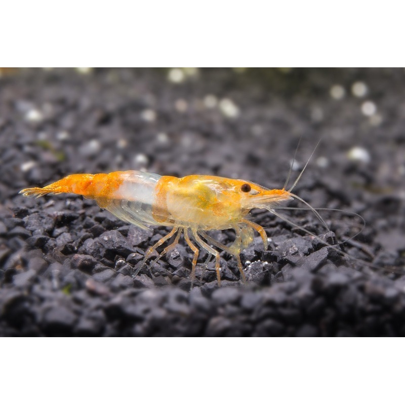 Orange Rili Shrimp 10 Shrimp