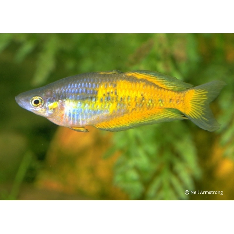 Parkinsons Rainbowfish – Yellow Form 3-4cm