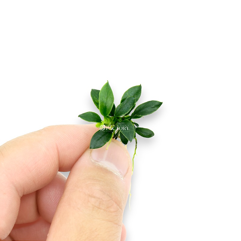 Anubias Pangolino Bare-root Plants