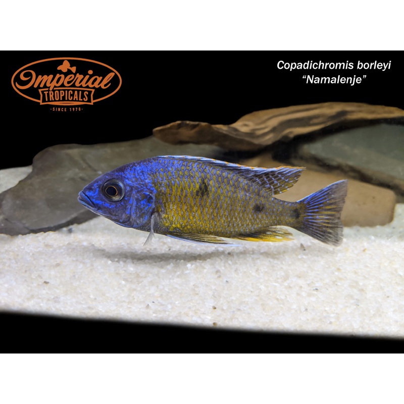 Copadichromis borleyi “Namalenje” 1-2″ Unsexed