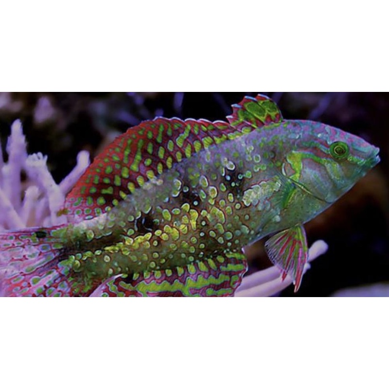 Gold Nugget Wrasse