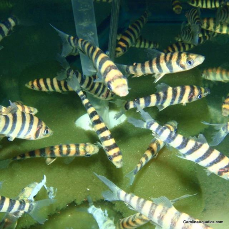 Leporinus – Banded Med
