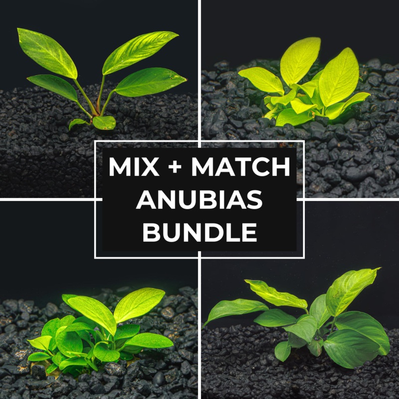 Mix + Match Anubias Bundle 2 x Anubias Nana Petite 2 x Anubias Nana Petite 1 x Anubias Nana Golden