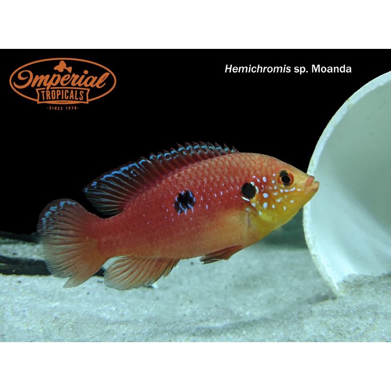 Moanda Jewel Cichlid 1-2 Unsexed
